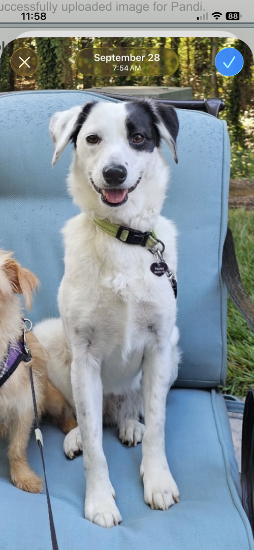 Patches