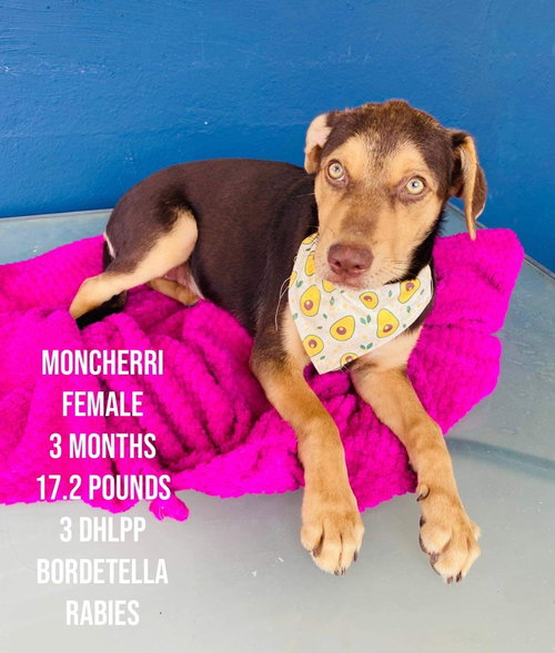Moncherri