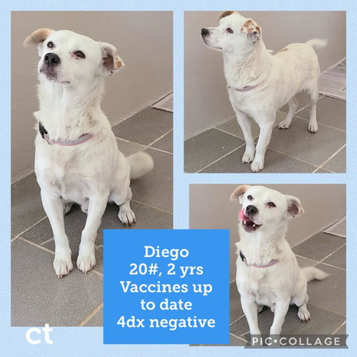 Diego
