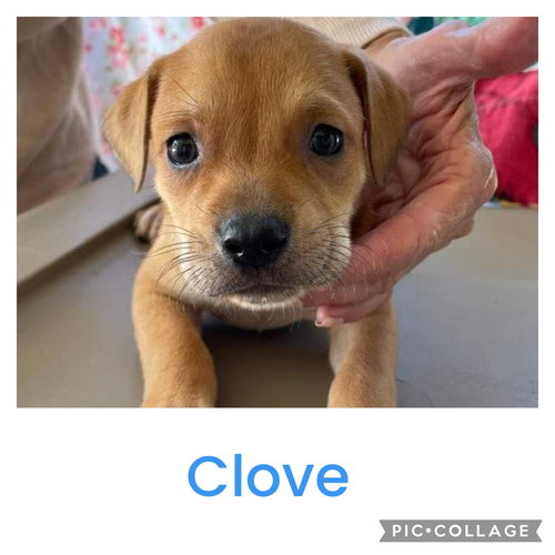 Clove