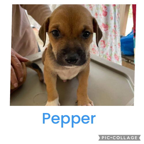 Pepper