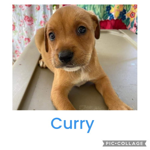 Curry