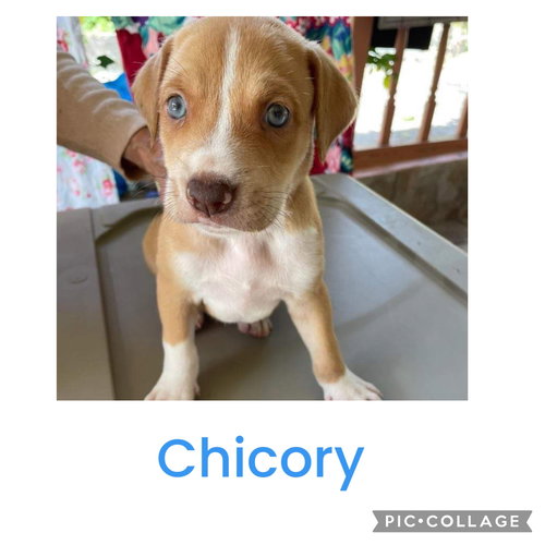 Chicory