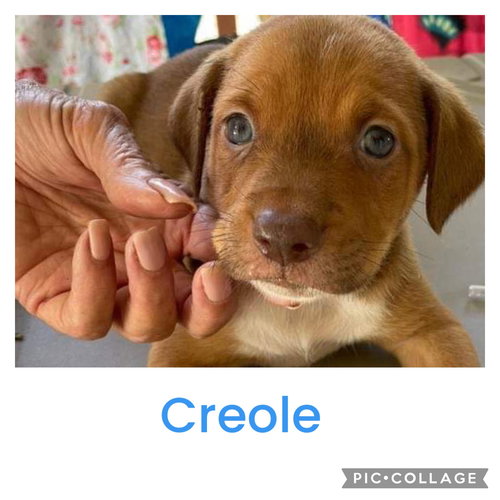 Creole
