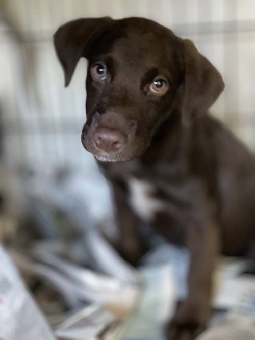 chocolate
