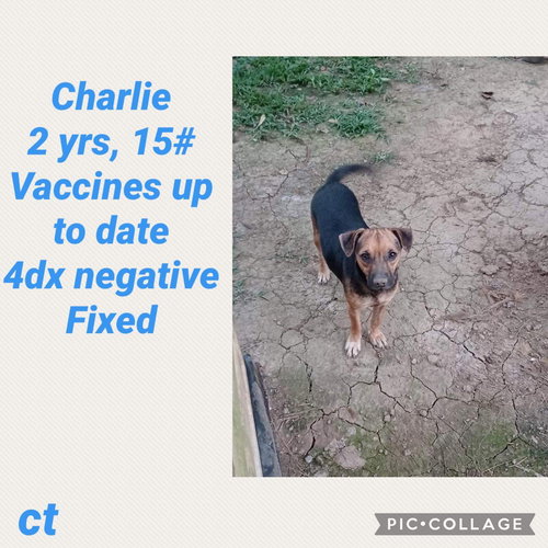 Charlie