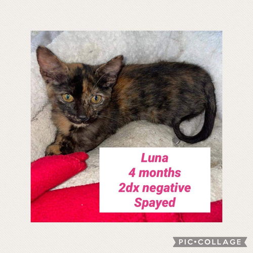 luna