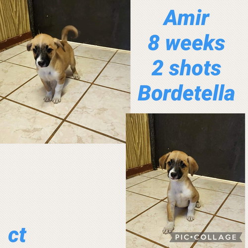Amir