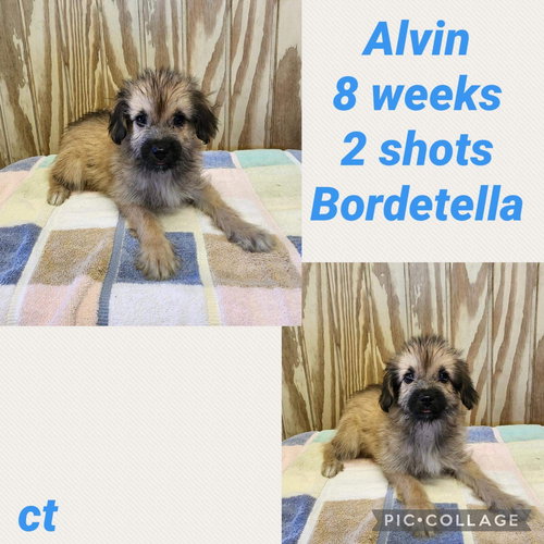Alvin