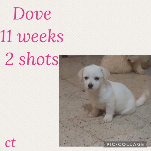 Dove