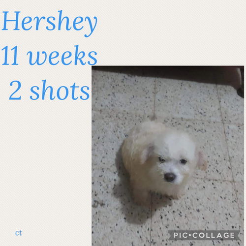 Hershey/Rico