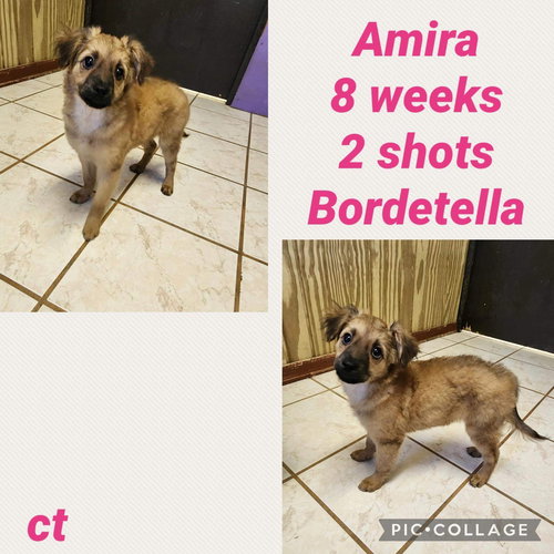 Amira