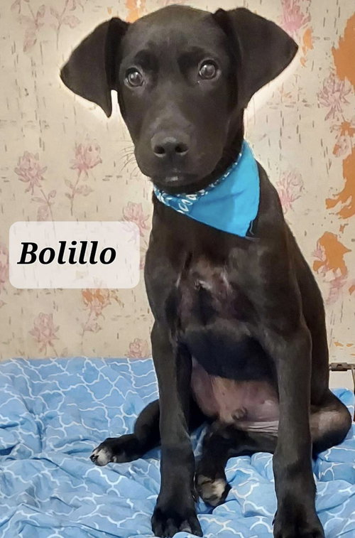 Bolillo/Bo