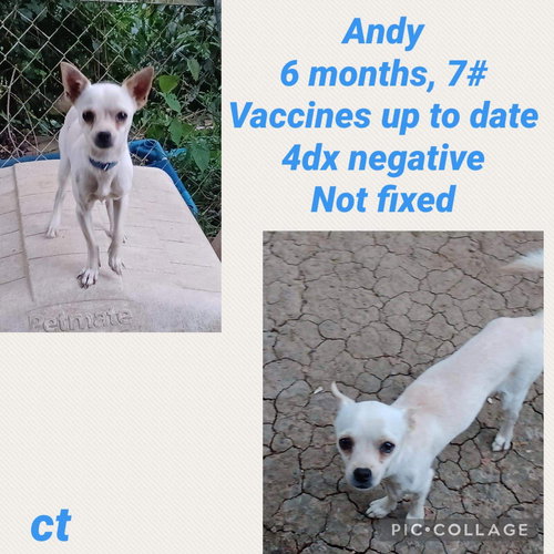 Andy