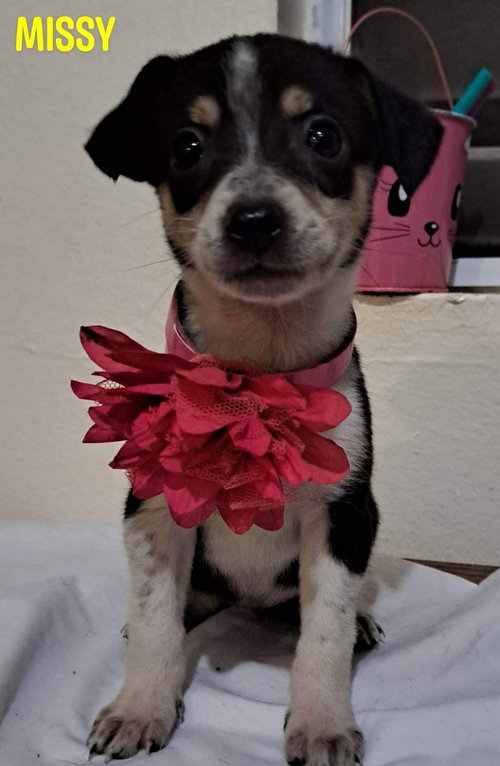 Missy/Molly