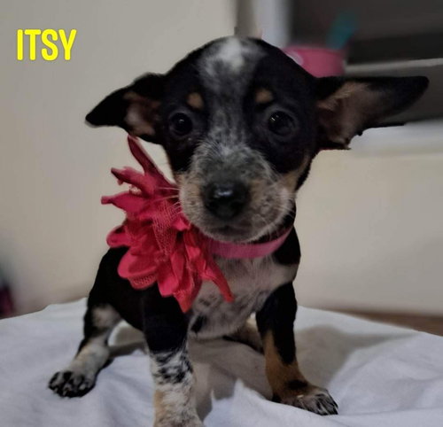 Itzy