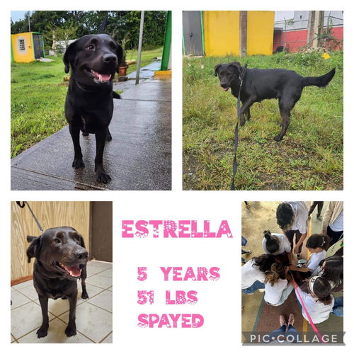 Estrella