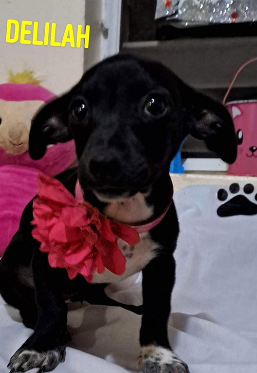 Delilah