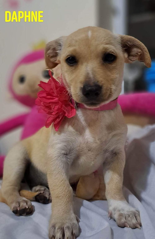 Daphne