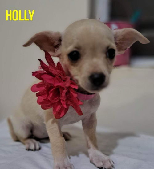 Holly