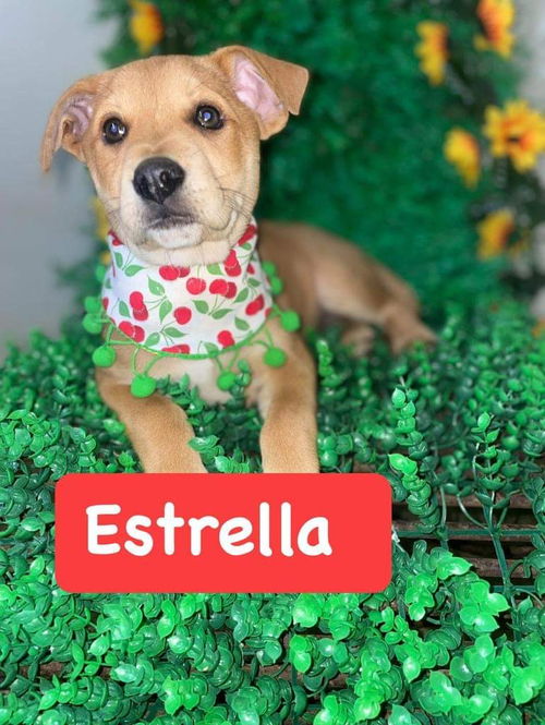 Estrella