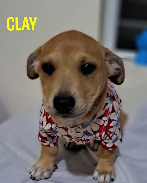 Clay