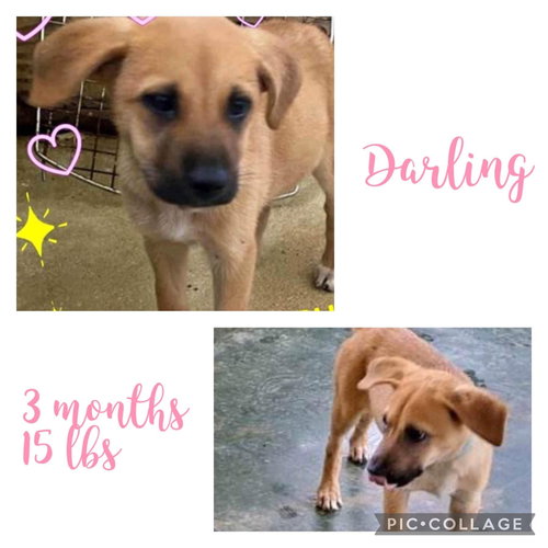 Darling/Ruby Lou