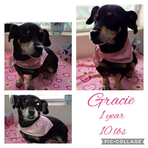 Gracie