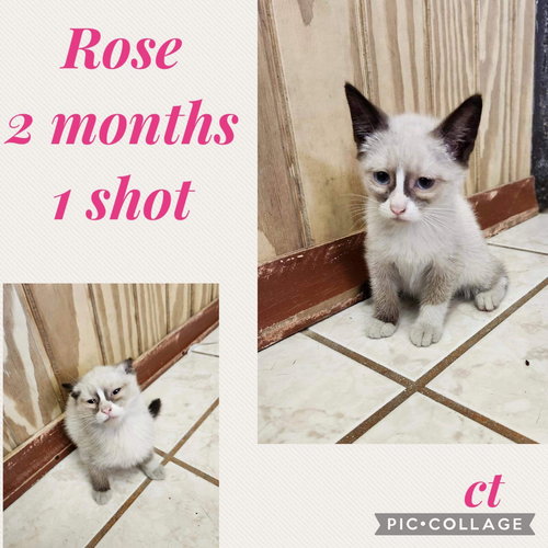 Rose