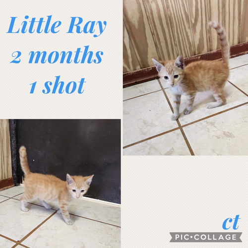 Little ray