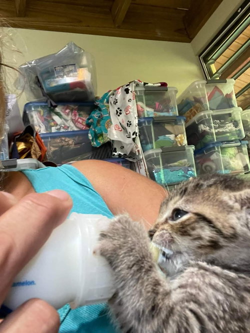 Coco (cat)