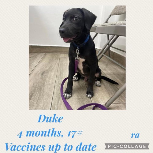 Duke