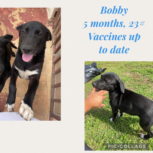 Bobby