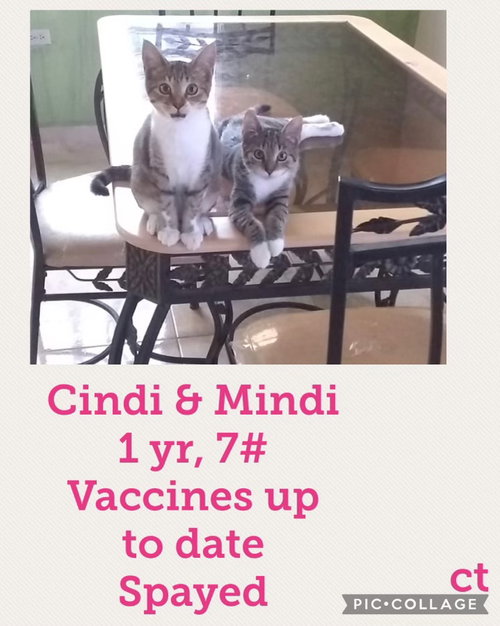 Cindi and Mindi