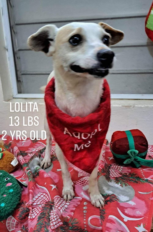 Lolita