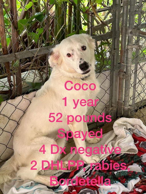 Coco