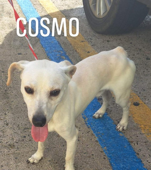 Cosmo