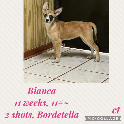 Bianca
