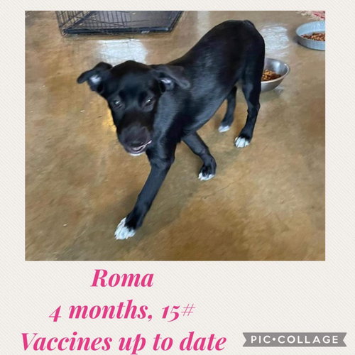 Roma