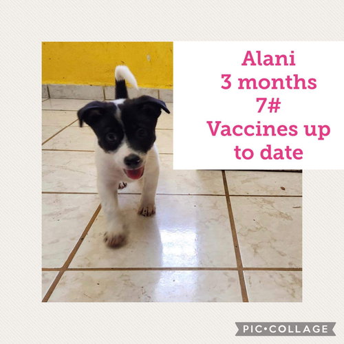 Alani
