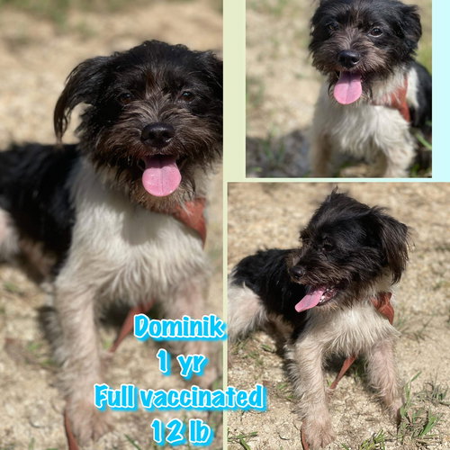 Dominik/Domino
