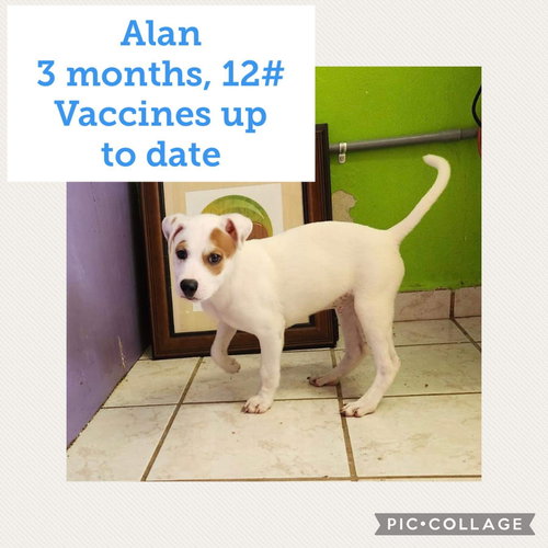 Alan/Theo