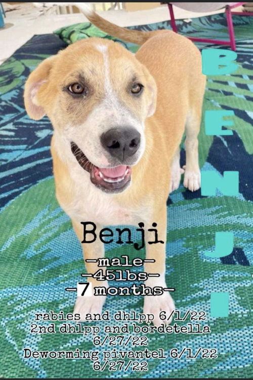 Benji