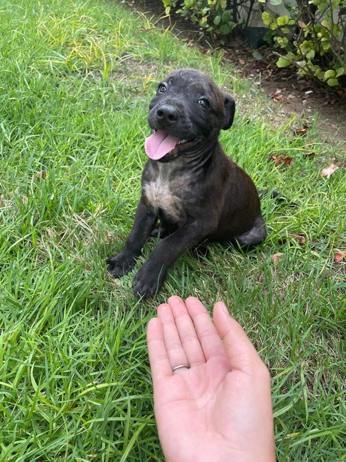 Maximus