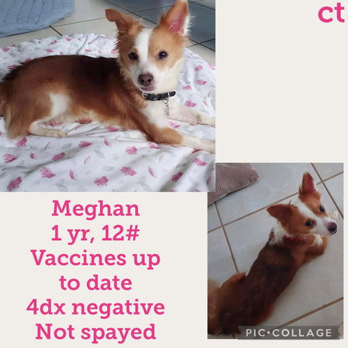 Meghan/Ginger