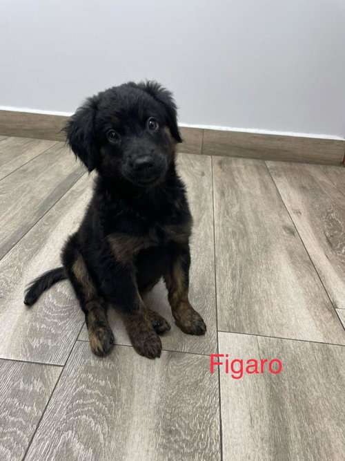 Figaro/ Ace