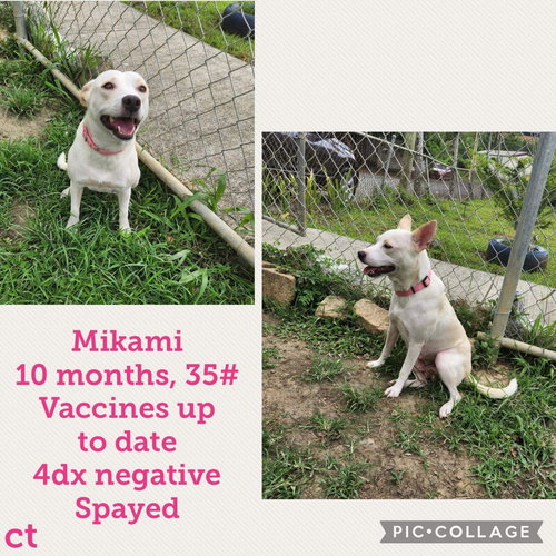 Mikami