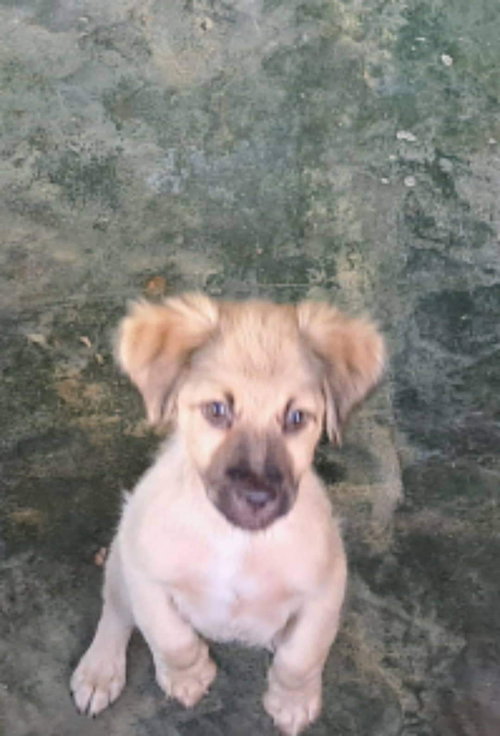 Bo