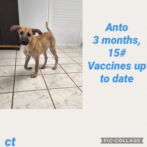Anton/Zak