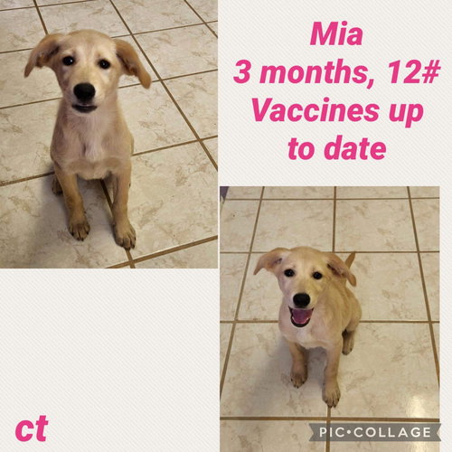 Mia/Willow